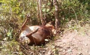 亚洲野象“闯进”云南普洱一乡镇抢粮袭击家畜，当地紧急处置