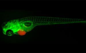 給斑馬魚植入人類腫瘤，“水中小白鼠”便可幫癌癥患者試藥