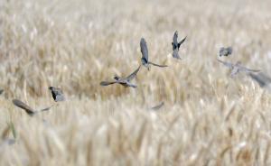 全國50城賣地收入漲34%創(chuàng)歷史記錄，北京杭州超過兩千億