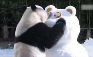 新年首个工作日，7国“驻外”熊猫贺岁