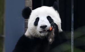 2017年国家重点保护动物关注度排名：大熊猫穿山甲进前十