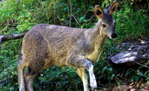 寧夏近十年最大盜獵案：12只國(guó)家一級(jí)保護(hù)動(dòng)物林麝被殺害