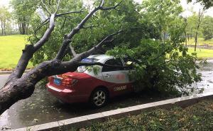 视频丨“天鸽”变身“鸽斯拉”袭击深圳，已致6伤含2人重伤