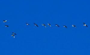 小寒過后年味漸濃，大雁北飛回故鄉(xiāng)