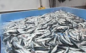 日媒：秋刀鱼渔获量较上年减三成，日本遇近50年来“鱼荒”