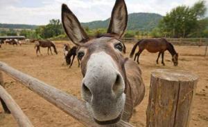 央視：比驢火里沒有驢更可怕的，是你明知是假還買得心安理得