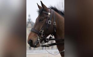 馬克龍?jiān)L華贈(zèng)送的駿馬來頭不小：曾服役于歐洲最強(qiáng)騎兵部隊(duì)