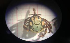 廣東云浮口岸首次截獲有害生物希伯來花蜱