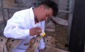 守護(hù)④｜可可西里巡山員也當(dāng)“羊爸”，救助藏羚羊等五百余只