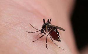 中國(guó)科學(xué)家篩選得到阻斷乙腦病毒感染的小分子藥物