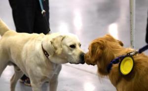 “寵物偵探”成日本新興職業(yè)：濫竽充數(shù)者眾，找不找到都收錢