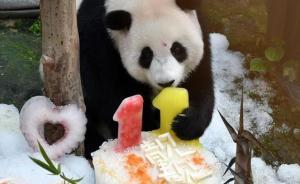 旅馬大熊貓靚靚誕下第二只寶寶：體重150克，暫不確定性別