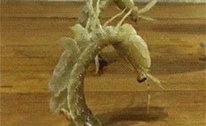 皮皮蝦“鐵拳”為研發(fā)航天器所需超硬材料提供新思路