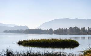 農(nóng)科院首席專家談洞庭湖清零歐美黑楊：阻擊生物入侵是持久戰(zhàn)