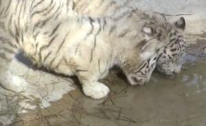 白虎六胞胎云南野生動物園首亮相