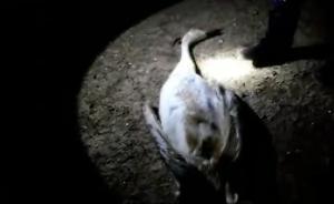 鄱阳湖又现死亡天鹅：尸体还热着