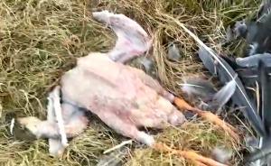 鄱阳湖死亡天鹅续：又一只大雁拔光了毛
