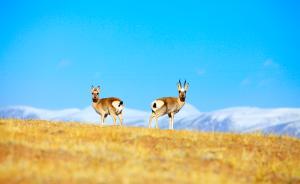 守護(hù)⑦｜三江源國(guó)家公園管理局長(zhǎng)：吸取國(guó)外教訓(xùn)，不搞大旅游