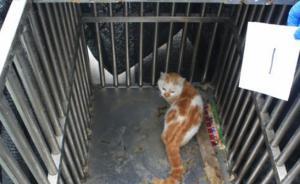 常熟公安解救69只被盗猫，民警化身“铲屎官”求人帮忙领养