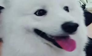 視頻｜薩摩耶乘地鐵離家出走，主人：都是二哈帶壞的