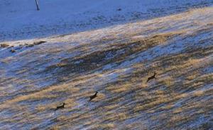 调查称极度濒危物种“普氏原羚”野外种群数量与大熊猫持平