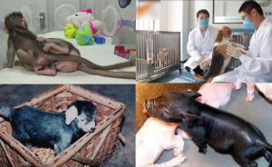 從魚到獼猴，中國克隆之路走了54年