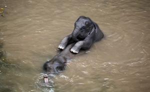 人與象②｜追象廿年：象會記住傷害過它的物種，最大天敵是人
