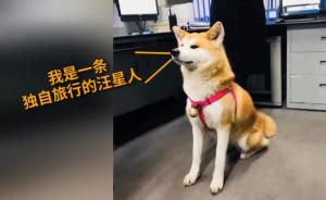 獨(dú)自“旅行”的秋田犬：掙脫狗繩乘地鐵