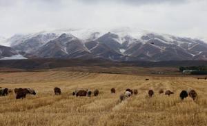新疆昭蘇草原狼群寒冬襲擊牲畜致死506只