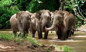 人與象③｜中老聯(lián)合監(jiān)測保護，西雙版納森警收繳3500支槍