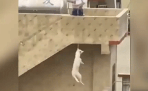 实拍：男子楼顶吊狗致死，冲目击者大笑