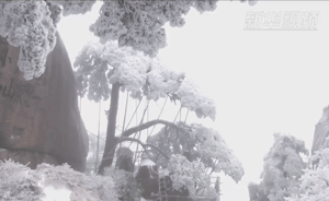 黄山第19任守松人:保迎客松傲雪挺立