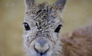 守護(hù)⑧視頻|可可西里巡山員的生命之歌