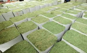 天津退運近350噸美國轉(zhuǎn)基因苜蓿草，申報時顯示為非轉(zhuǎn)基因
