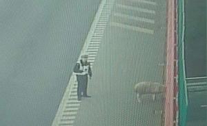 杭州灣跨海大橋上演人羊對峙