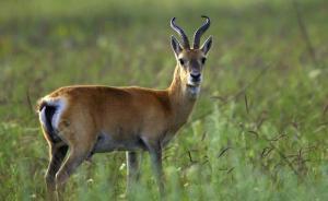 青海人大代表：中华对角羚曾比大熊猫还少，建议定为“省兽”