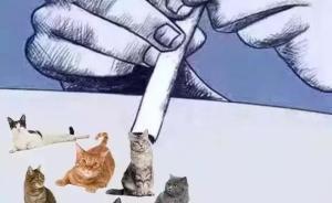 小调查丨“云养猫”走红：一日吸猫，终生戒猫