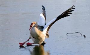 61個跌停！*ST華澤讓基金絕望：股價被看跌至0.55元