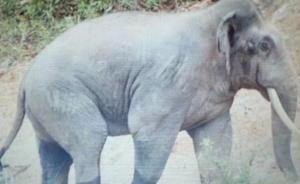 云南澜沧两名巡象员被18头野象围攻，一名巡象员殉职