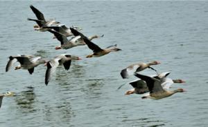 河北督导唐山、沧州两市候鸟保护，要求严格部署“野保清网”