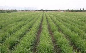 中國農科院育成油料作物油莎豆首個高油高產新品種