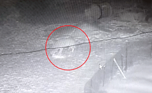 吉林：野狼偷潛，追趕撕咬多只家禽