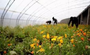 西藏將新組建15個產(chǎn)業(yè)集團，涉及旅游、藏醫(yī)藥等領(lǐng)域