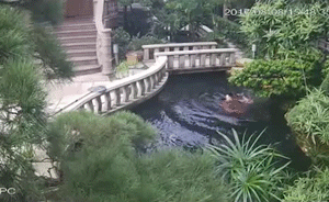 监控曝光:保姆跌落雇主别墅鱼池溺亡