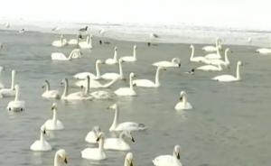 野生天鵝成“吃貨”，一冬吃掉3萬個馕