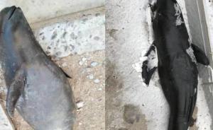 大連廣鹿島海域2條小海豚死亡，疑因海面結(jié)冰缺氧導(dǎo)致