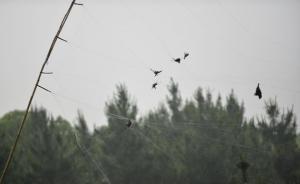 長春三名捕鳥者致二級保護鳥類死亡，被“判三緩三”罰款2萬