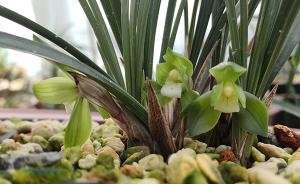 杭州絕品蘭花“赤殼荷素”時隔二十年再開花，全球僅此一盆