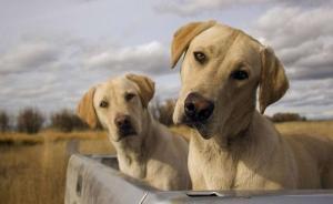 如果没有狗，历史将会怎样?