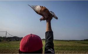 中国赛鸽身价飙升：一只冠军鸽能卖300万元